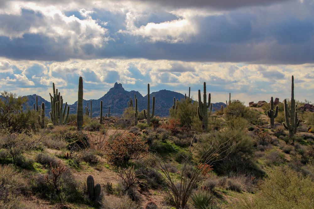 Cacti scattered along McDowell Sonoran Preserve