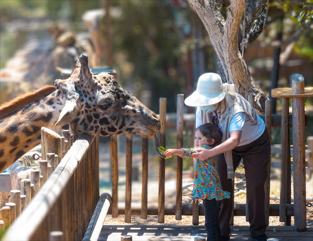 People feeding a giraffe at Santa Barbara Zoo