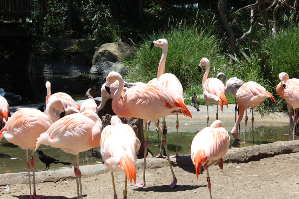 Flamingos at Santa Barbara Zoo