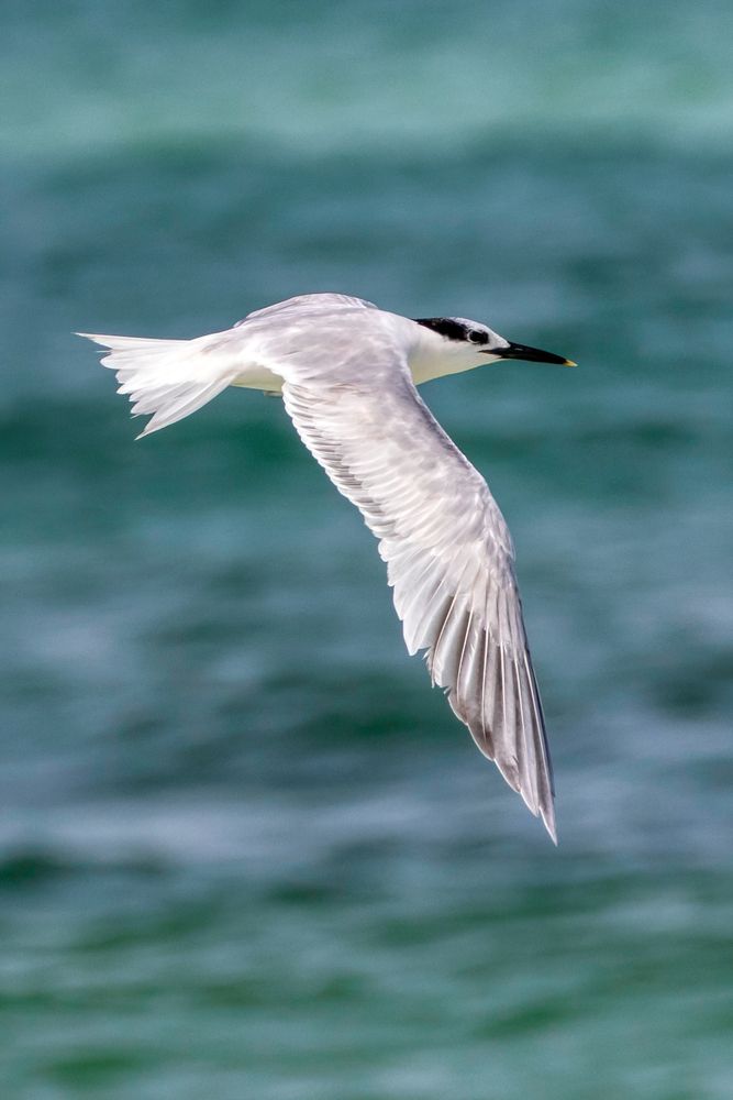 Bird flying over Seagrove Beach
