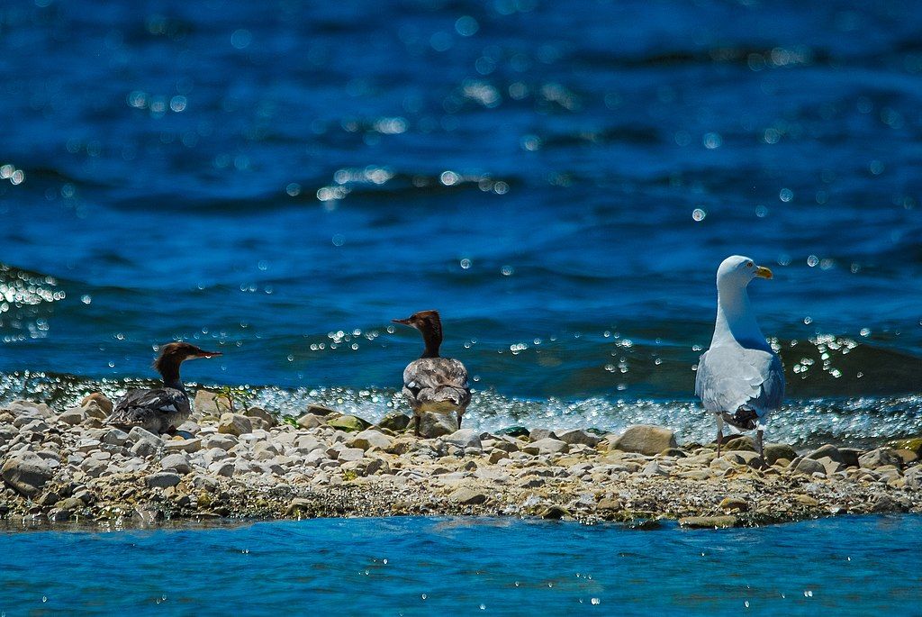 Birds on Sister Island Natural Area's shore