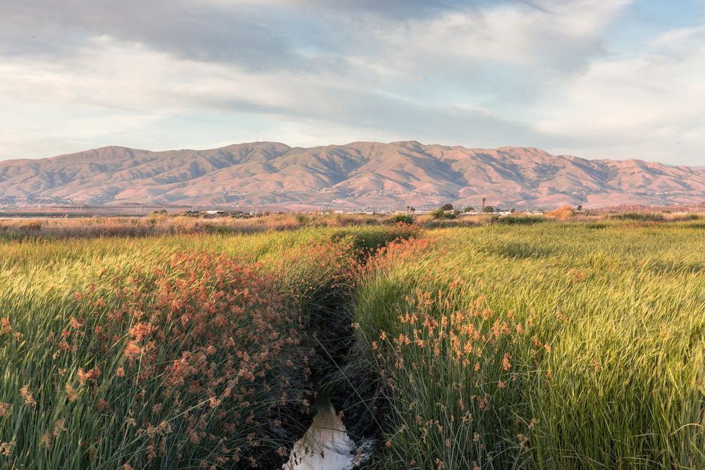 Scenic view of Alviso Marina County Park