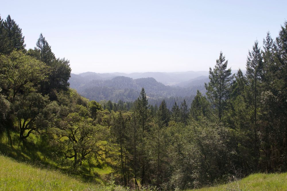 Nature scene at Armstrong Redwoods State Natural Reserve