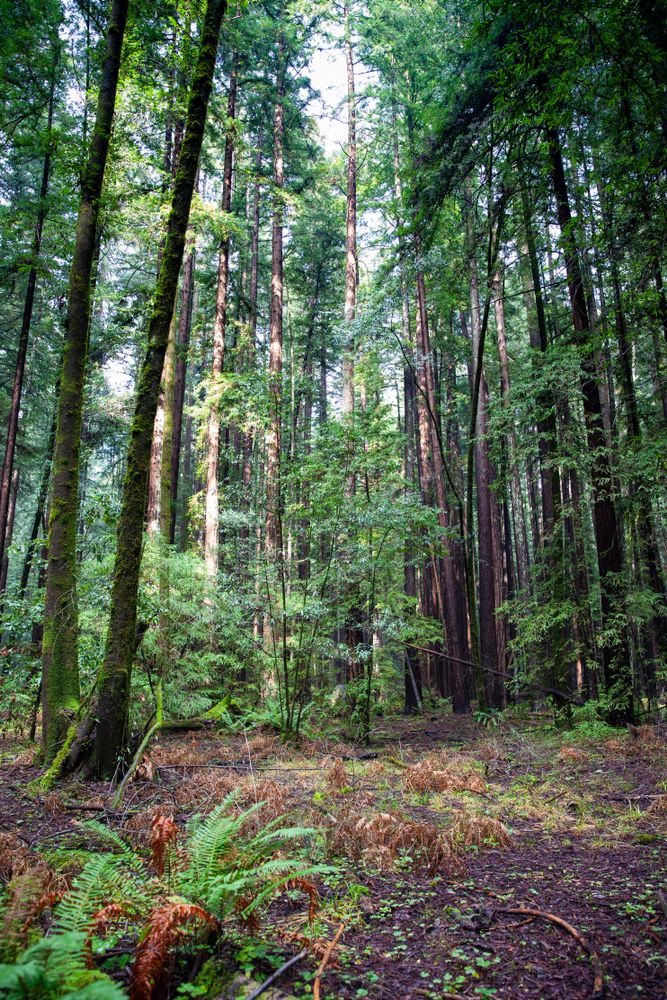 Tall redwood trees at Armstrong Redwoods State Natural Reserve