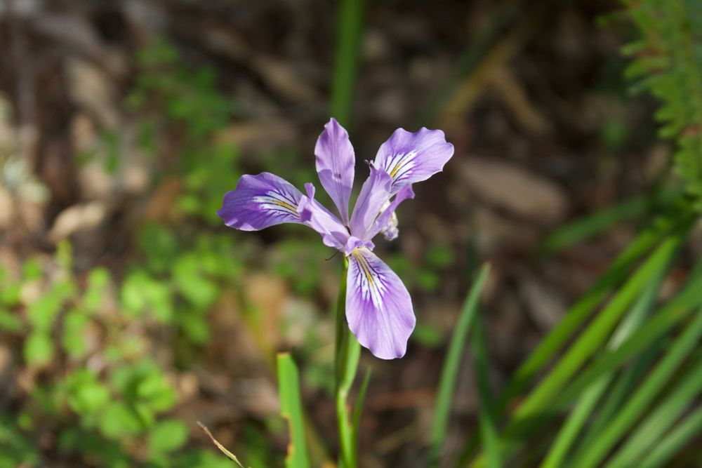 A flower at Armstrong Redwoods State Natural Reserve
