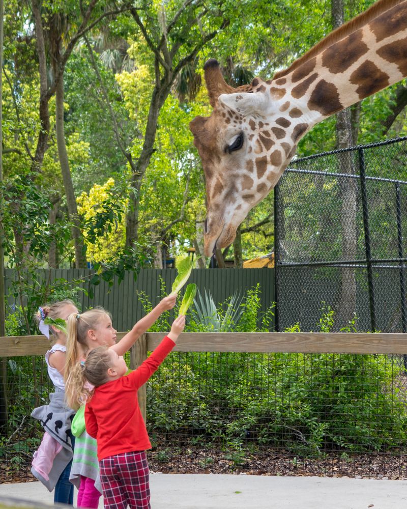 A giraffe at Central Florida Zoo & Botanical Gardens