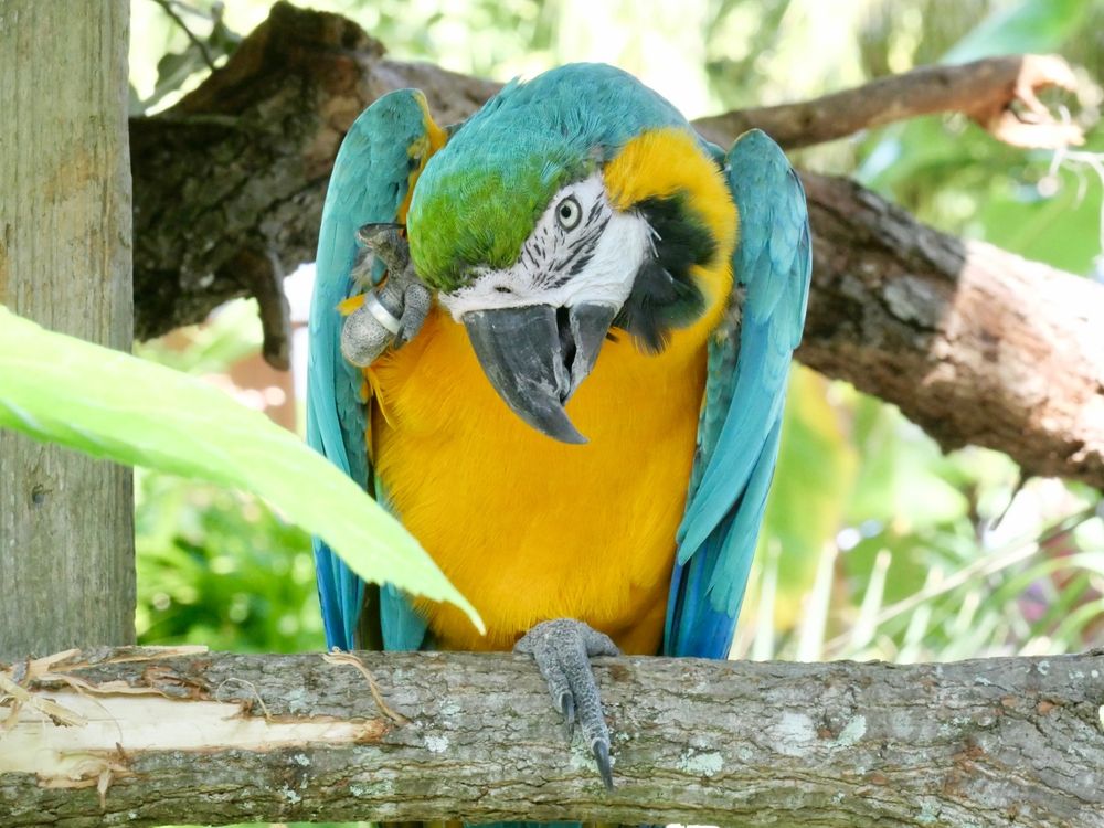 A bird at Central Florida Zoo & Botanical Gardens