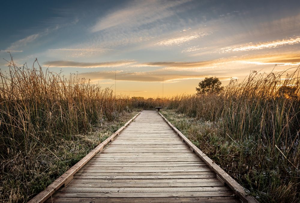 A boardwalk at Cosumnes River Preserve