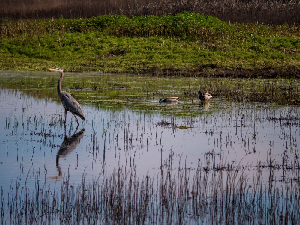 A heron at Cosumnes River Preserve