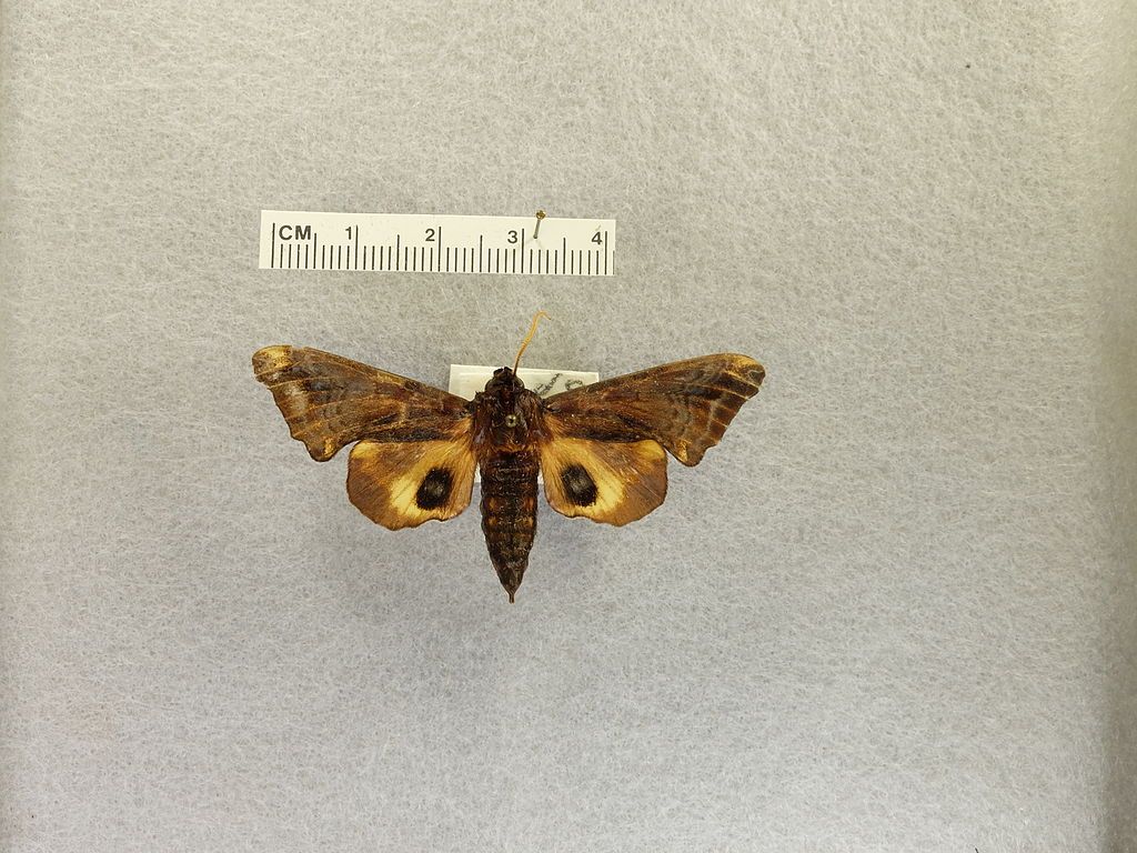An insect in Frost Entomological Museum
