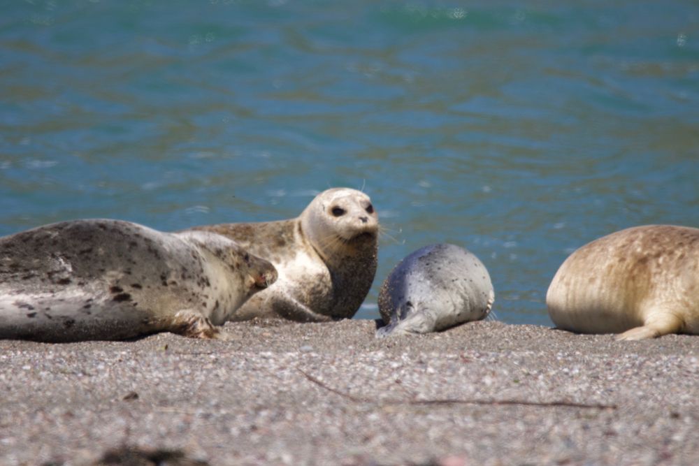 Seals at Goat Rock Beach