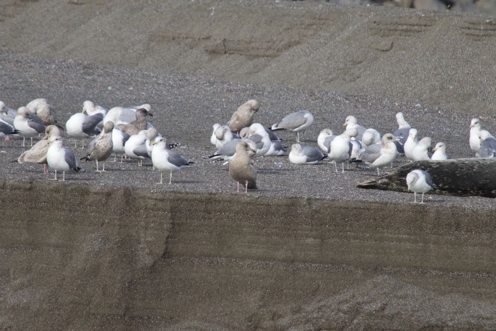 Birds at Goat Rock Beach