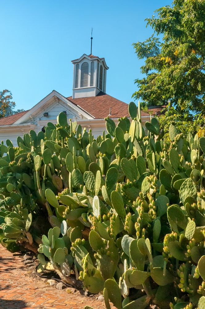 Cacti at Luther Burbank Home and Gardens