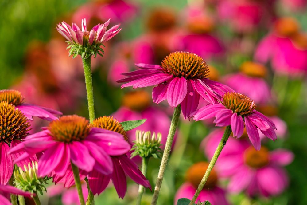 Vibrant flowers at Memphis Botanical Garden