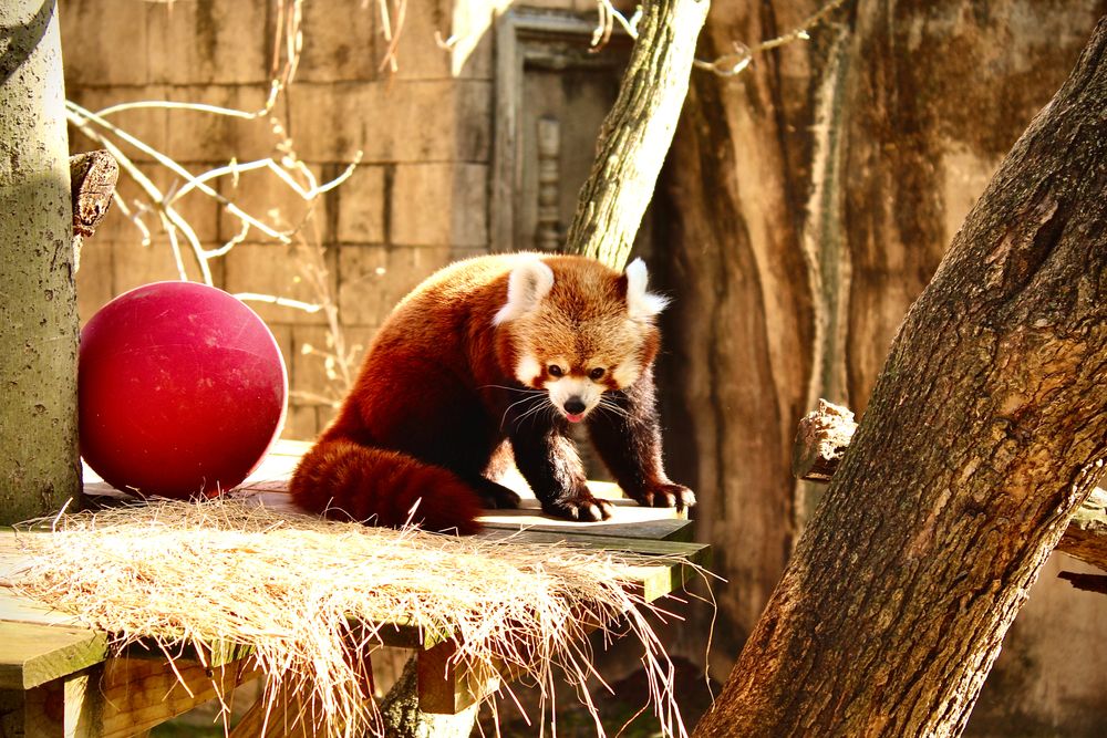 A red panda at Memphis Zoo
