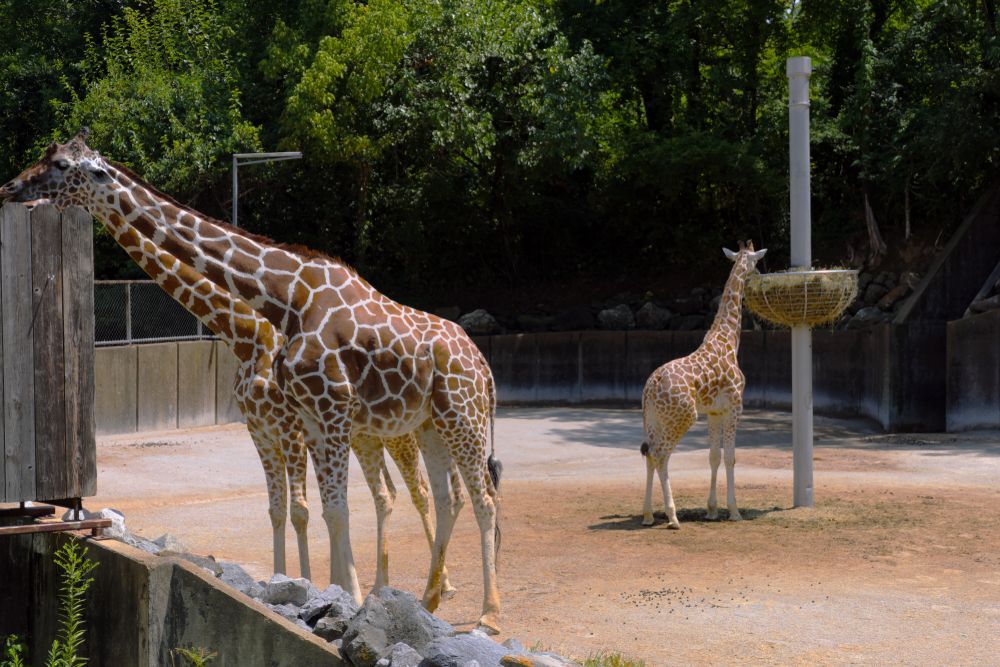 Giraffes at Memphis Zoo