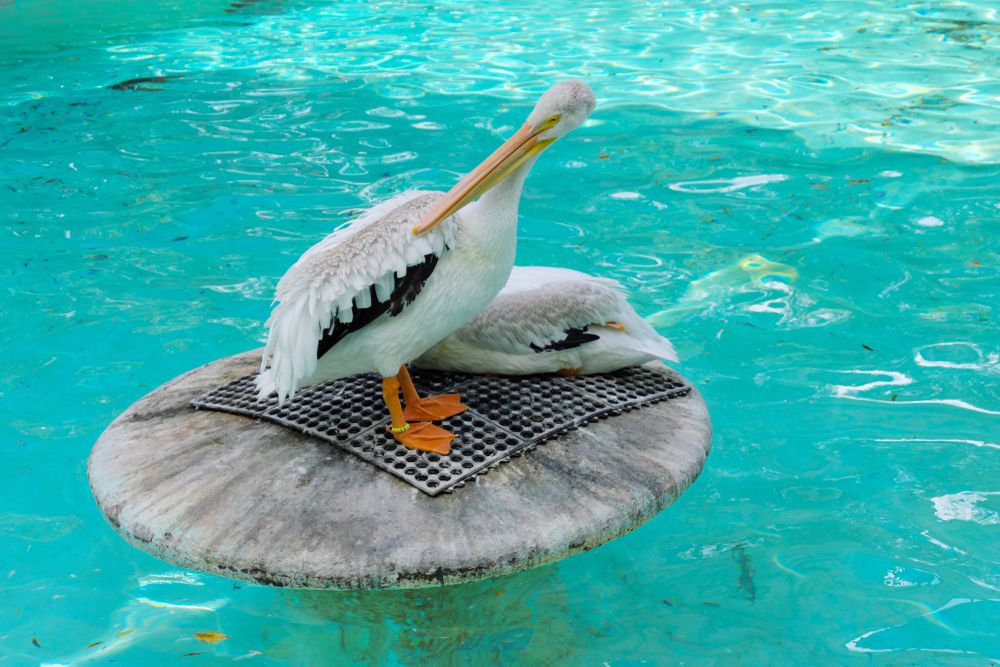 A pelican at Memphis Zoo