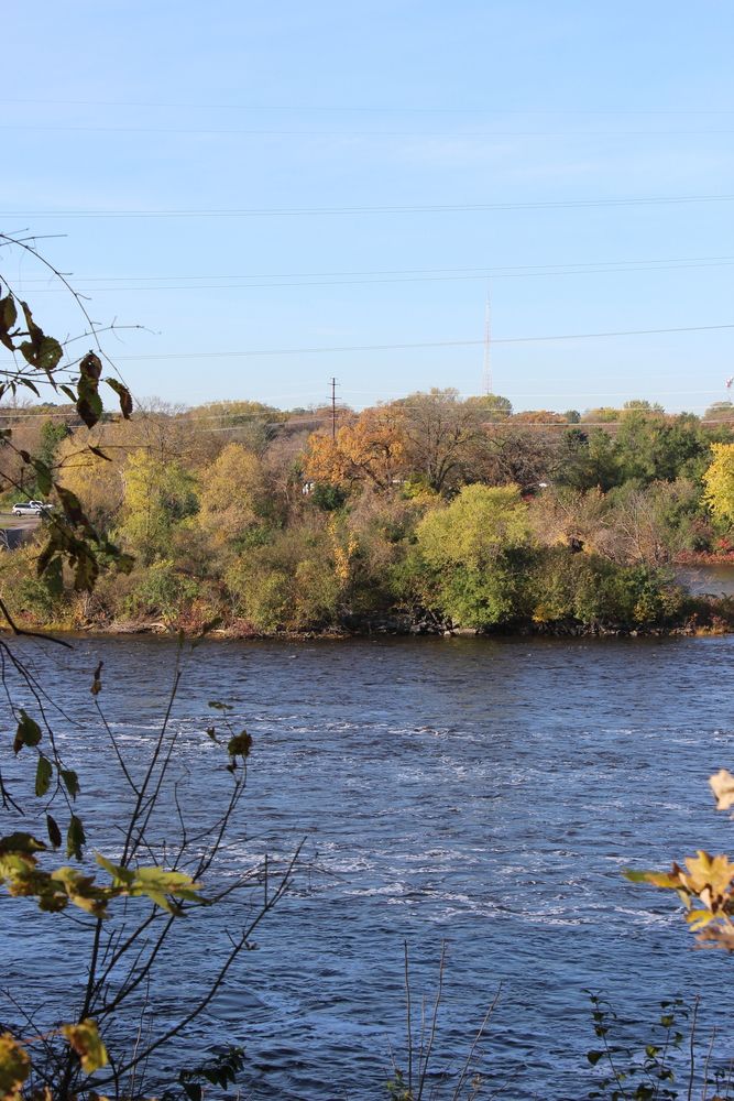 Trees surrounding Mississippi River