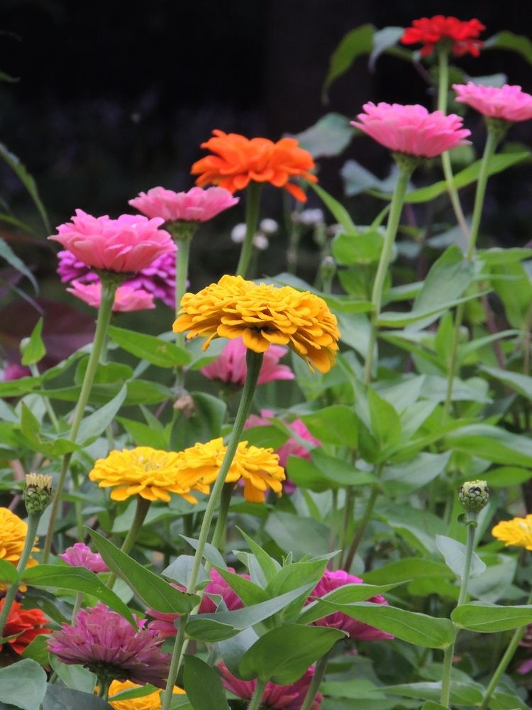 Vibrant flowers at Munsinger and Clemens Gardens