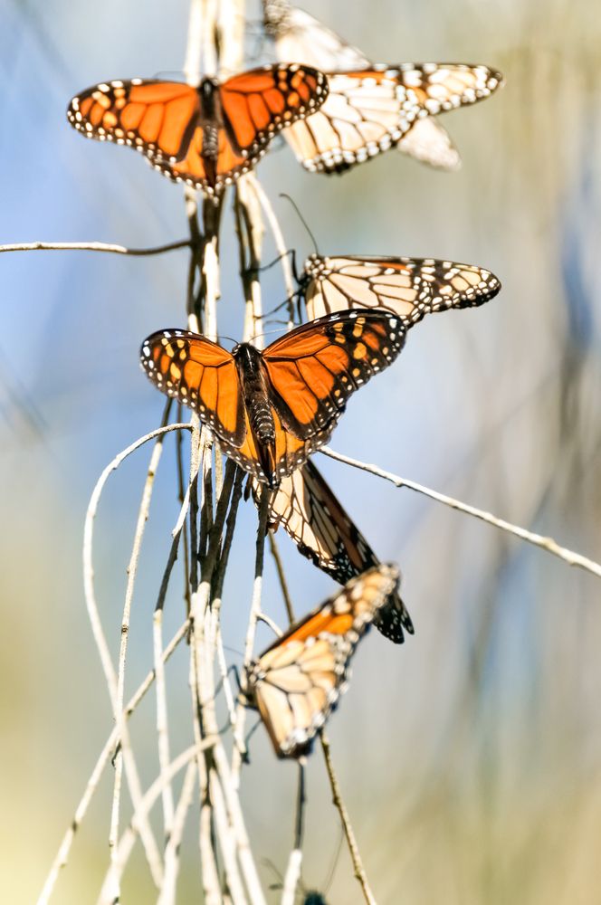 Monarch butterflies at Natural Bridges State Beach