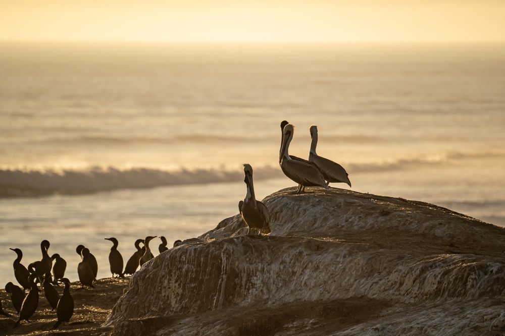 Pelicans at Natural Bridges State Beach