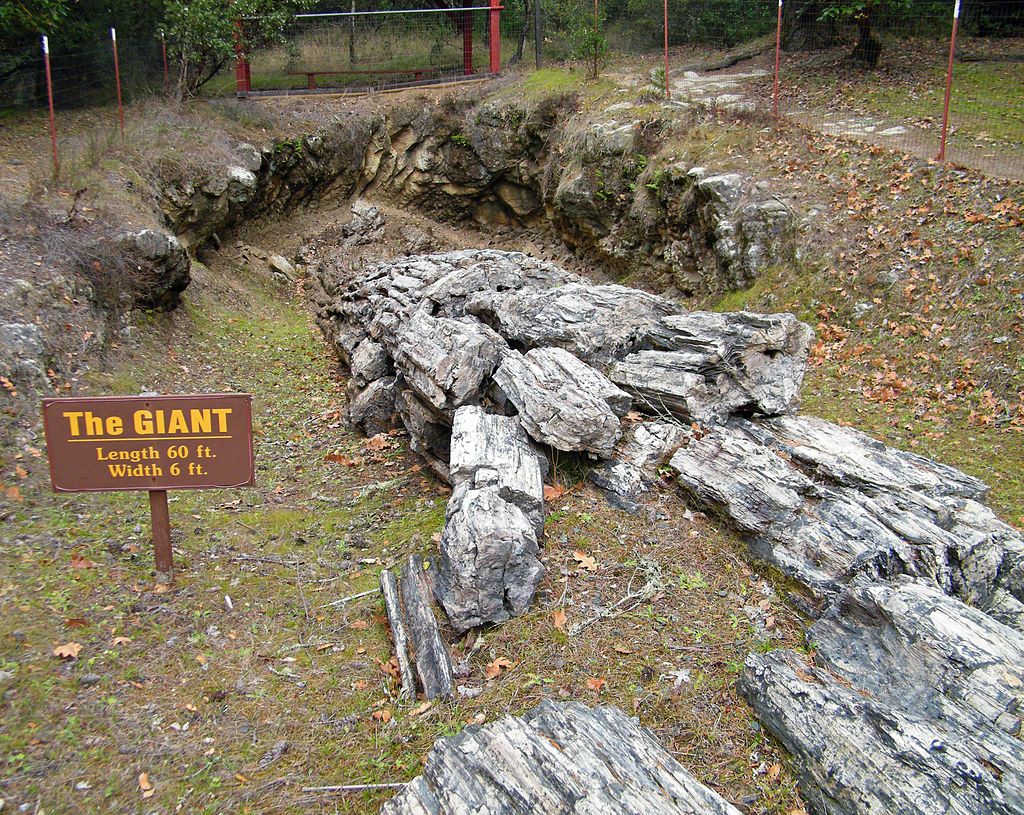 The Giant tree at the Petrified Forest