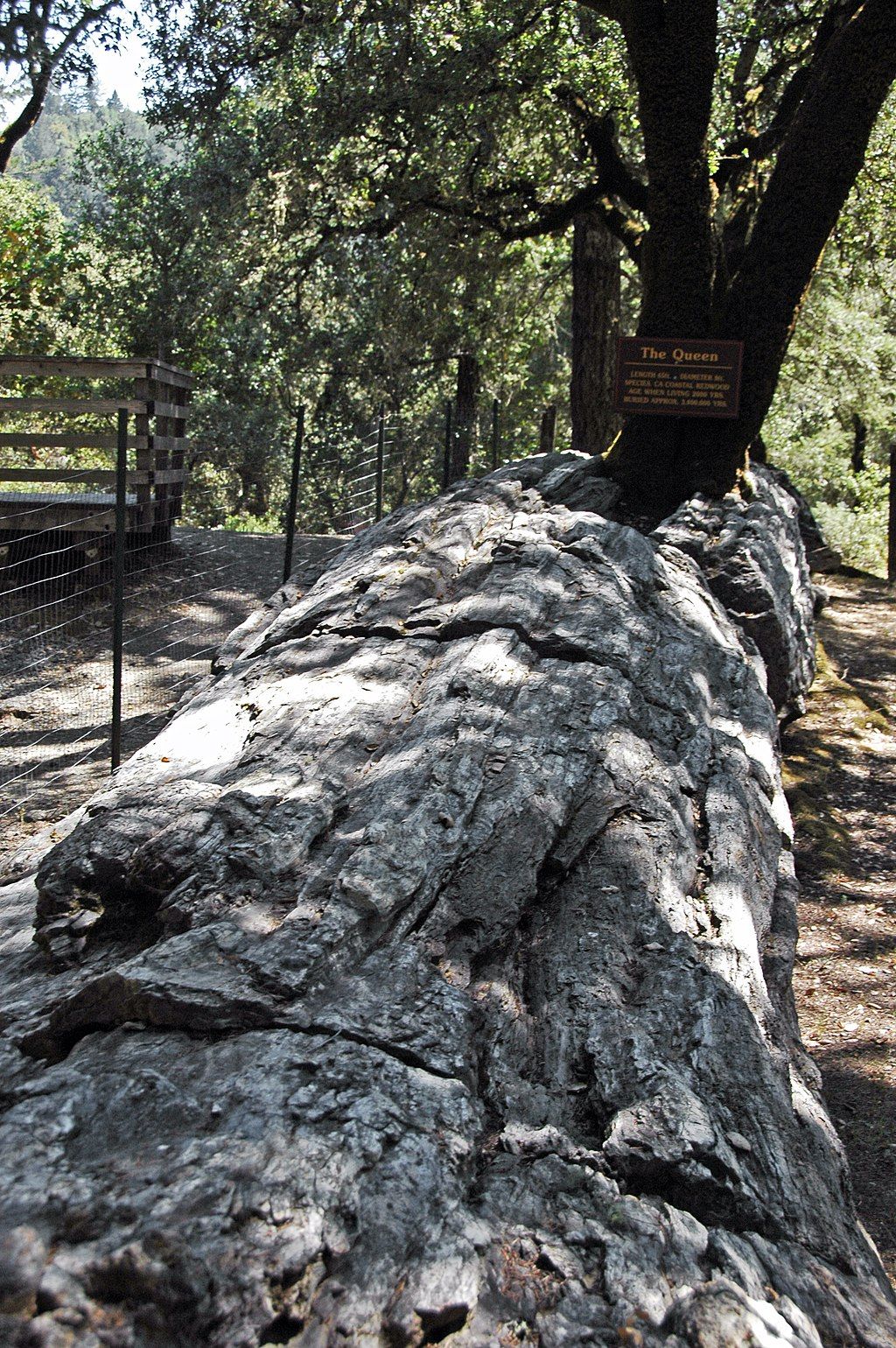The queen tree at the Petrified Forest
