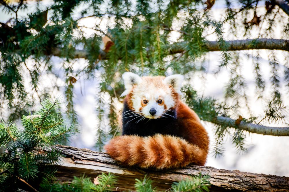 A red panda at Sacramento Zoo
