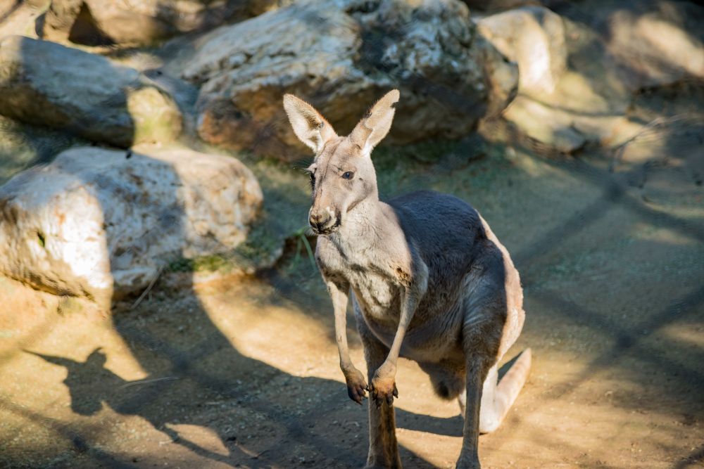 Wallaby at Sacramento Zoo