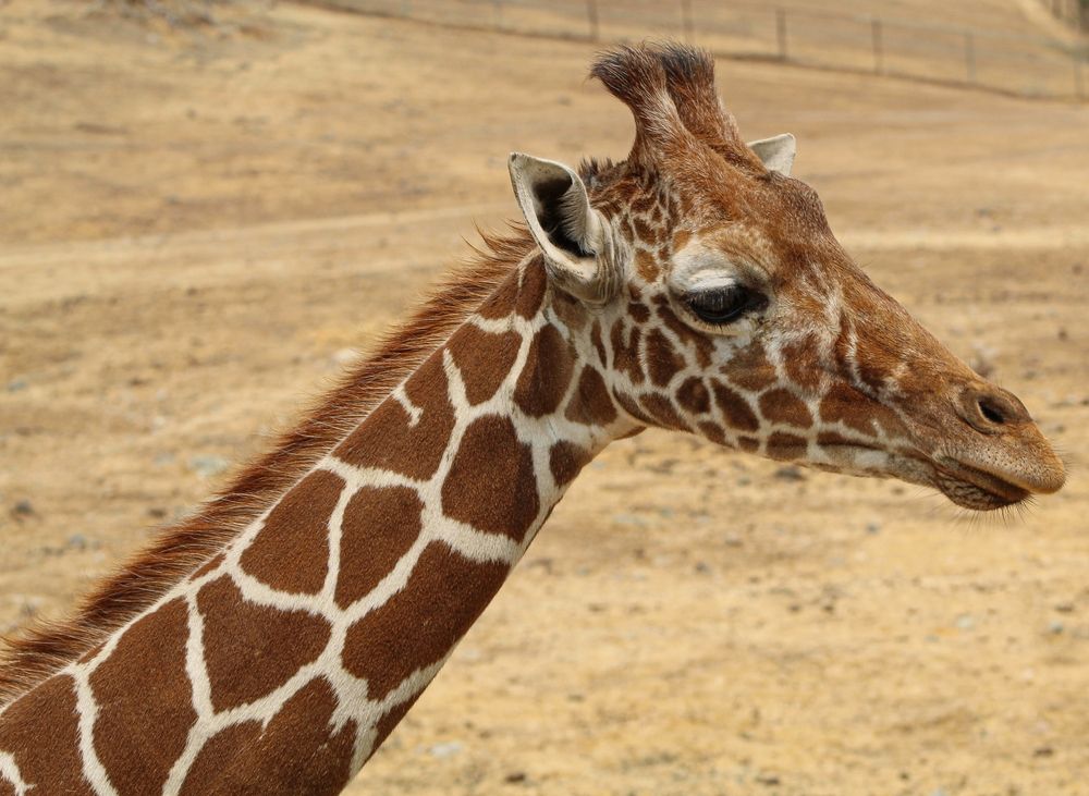 A giraffe at Safari West