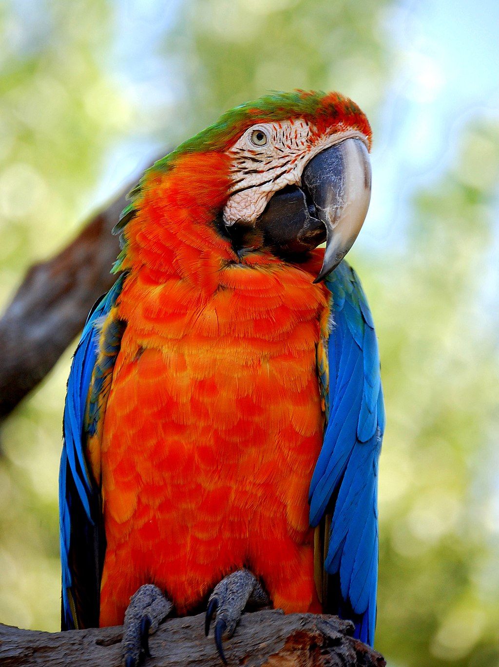 A bird at Safari West