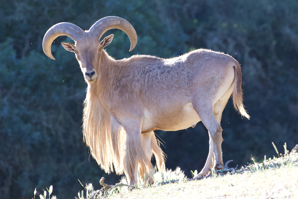 Barbary sheep at Safari West
