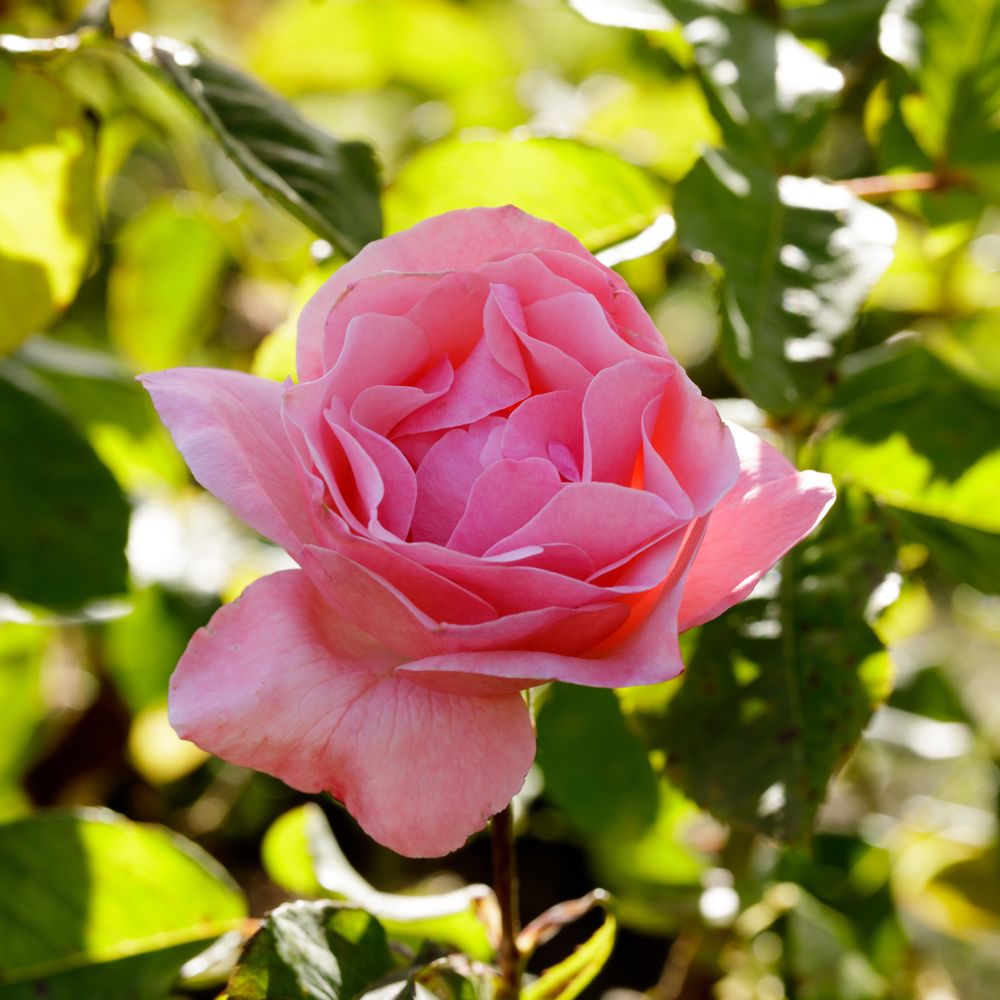 A beautiful rose at San Jose Municipal Rose Garden