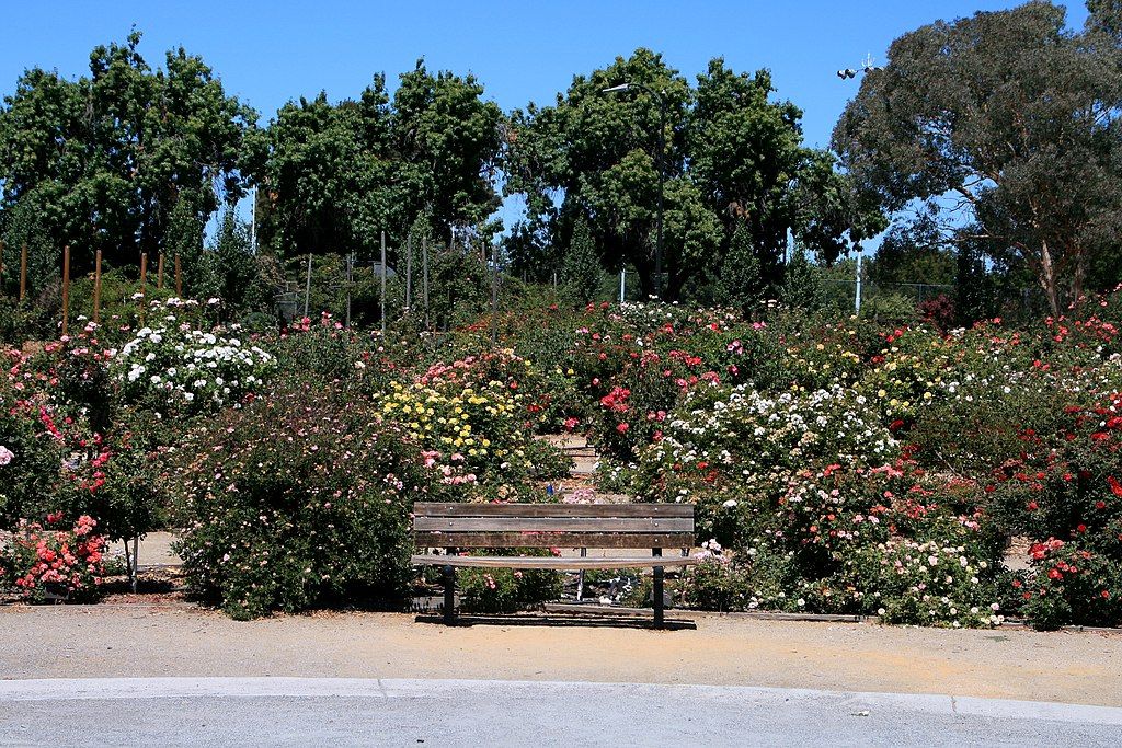 Daytime view of San Jose Municipal Rose Garden blooms