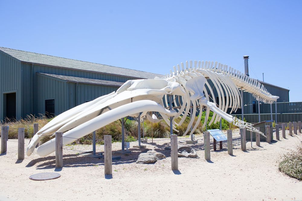 Whale skeleton in front of the Seymour Marine Discovery Center