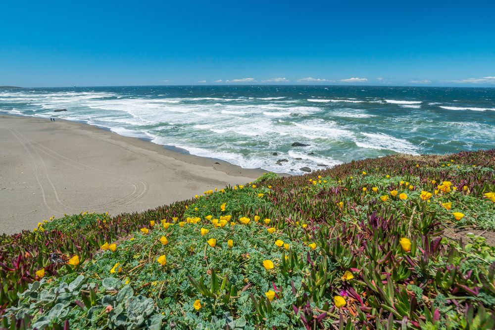 Sunny day at Sonoma Coast State Park