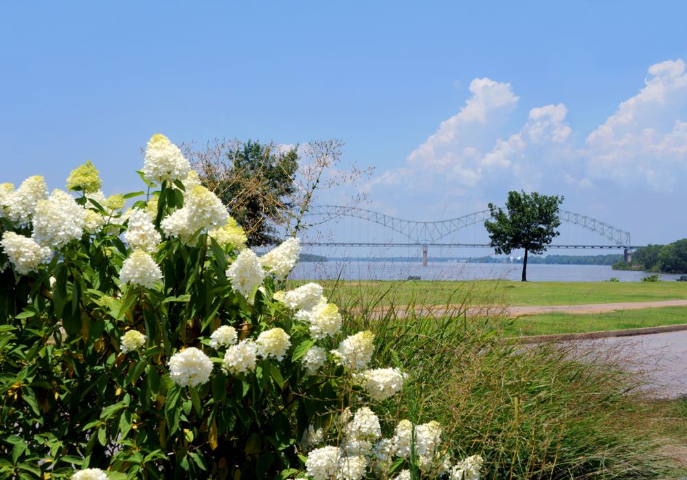 Flowers at Tom Lee Park
