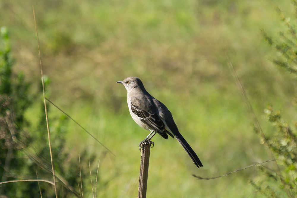 A bird at Ulistac Natural Area