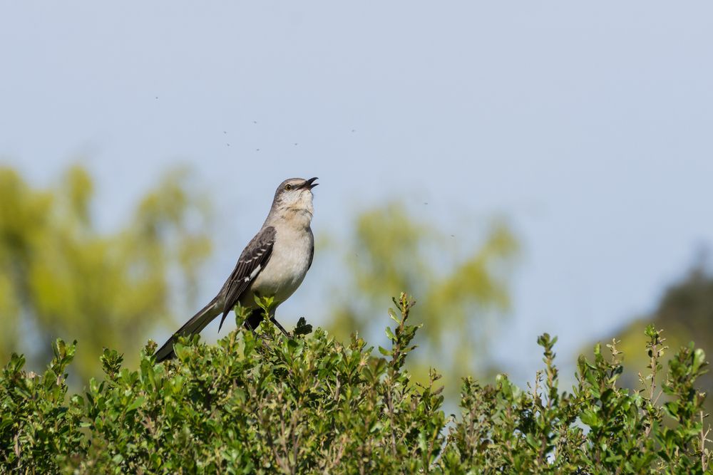 A bird at Ulistac Natural Area