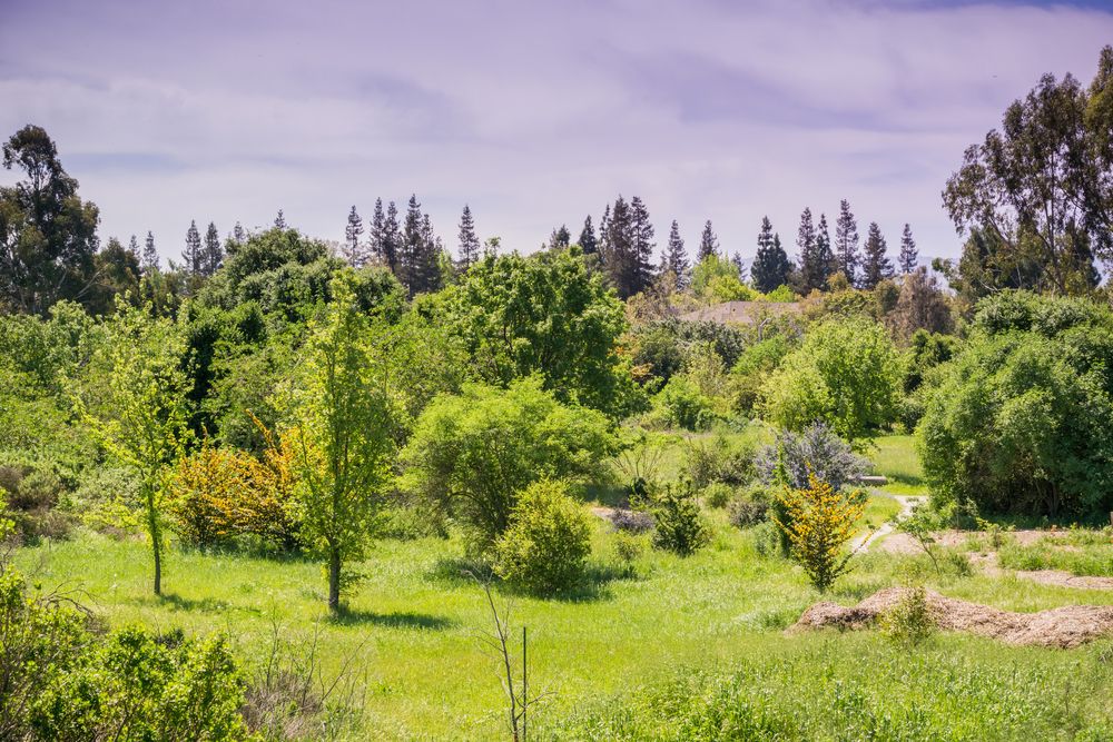 Flora at Ulistac Natural Area