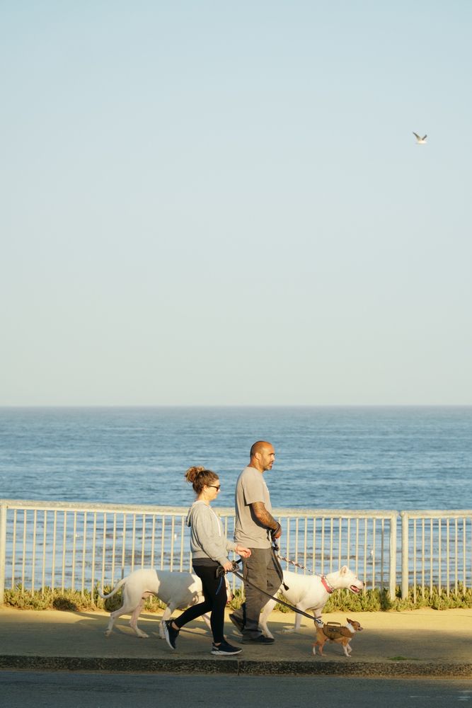 People walking with dogs at West Cliff Drive