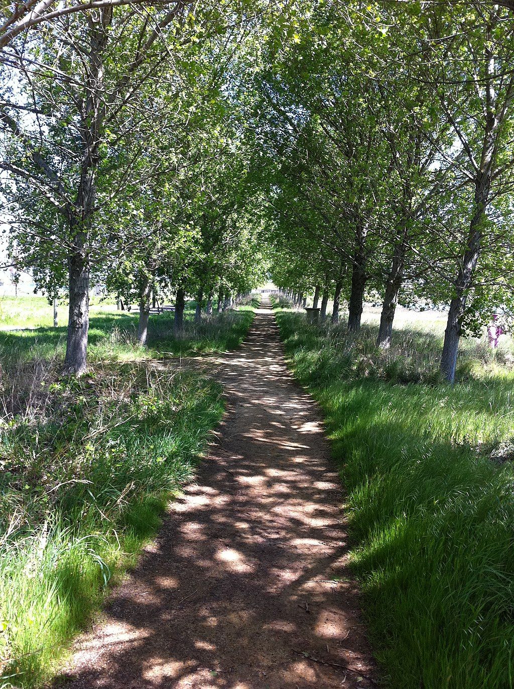 Trail at Baylands Park
