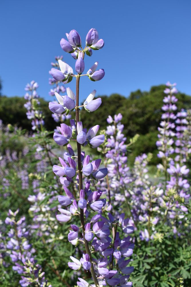 Wildflowers at Fort Ord National Monument