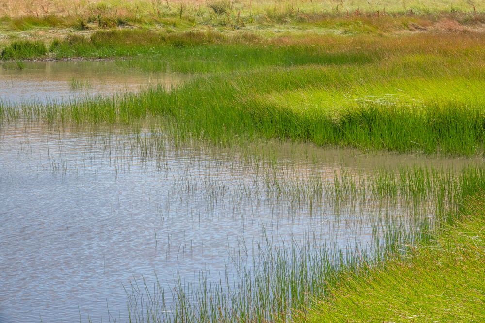 Wetlands at Fort Ord National Monument