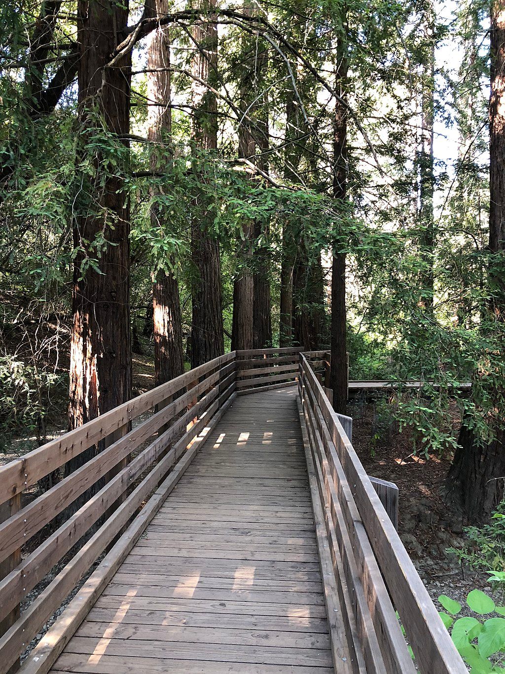 Boardwalk at Redwood Grove Nature Preserve