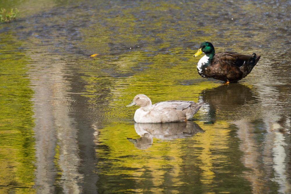 Ducks at Vasona Lake County Park