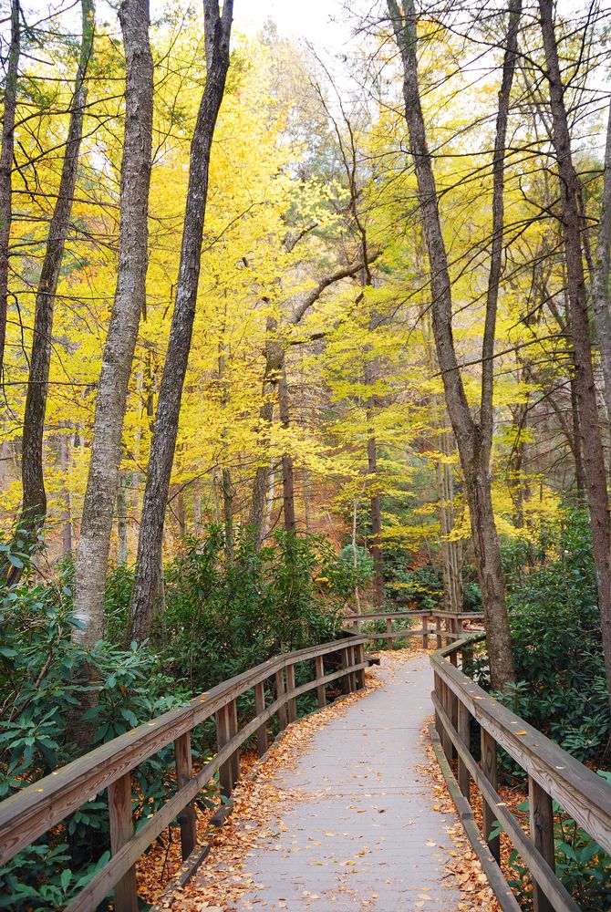 Trees framing a footpath at Bushkill Falls