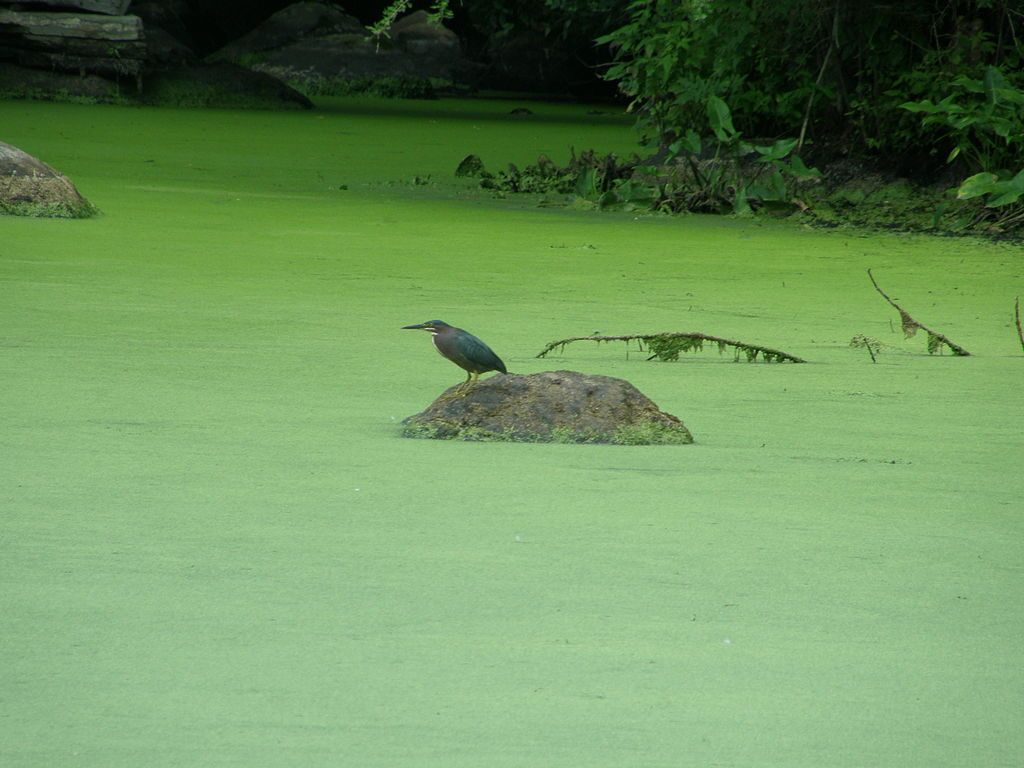 A bird at Bartlett Arboretum and Gardens
