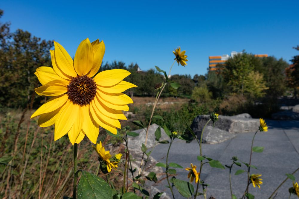 Flowers at Mill River Park