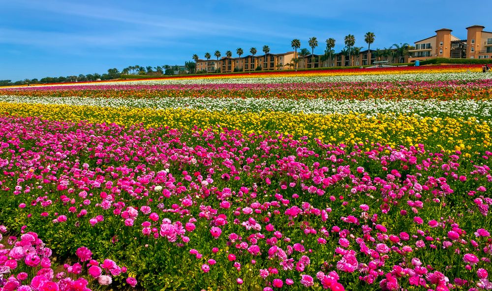 Scenic view of Carlsbad Flower Fields